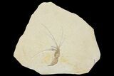 Detailed, Fossil Shrimp (Aeger) - Solnhofen Limestone #167799-1